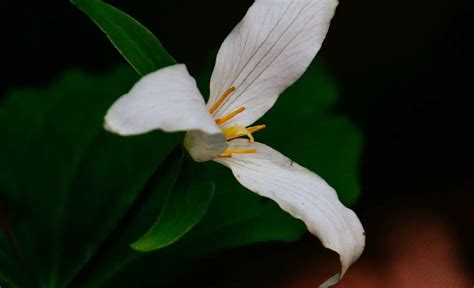 Trillium Flower: Meaning, Symbolism, And Colors | Pansy Maiden