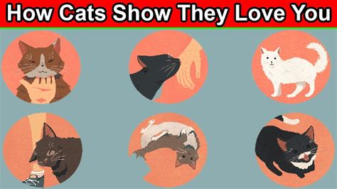 How Cats Show They Love You Youtube