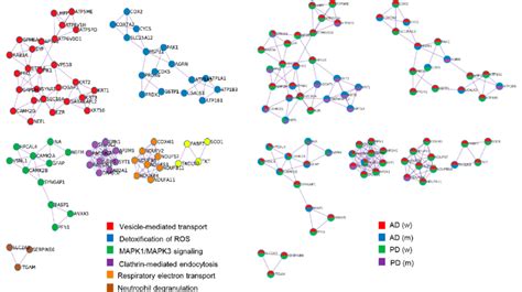 Sex Influences On The Composition Of The Ot Protein Complexes