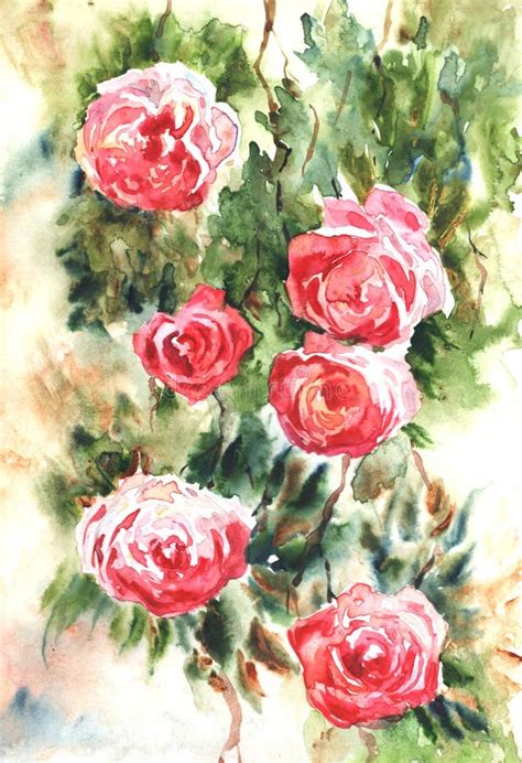 Climbing Roses Stock Illustrations 165 Climbing Roses Stock