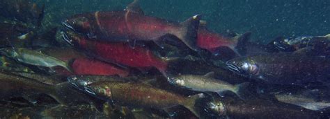 Coho salmon-Quilcene River-2017-Roger Tabor-USFWS.jpg | FWS.gov