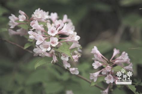 When Does Weigela Bloom {And How Long} — Plants & House