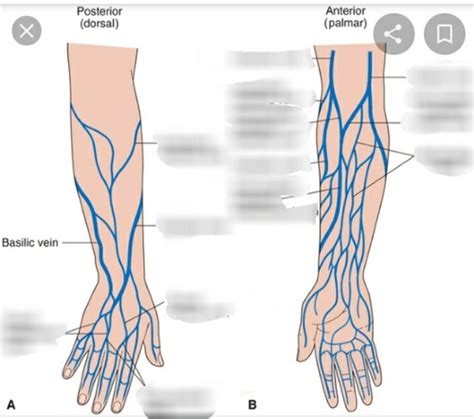 Phlebotomy Lecture 4 test (veins in the arm & hand) Flashcards | Quizlet