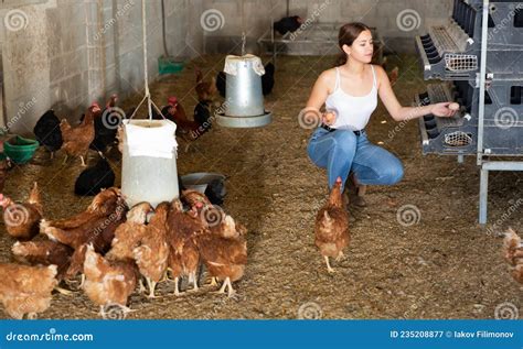 Landwirtin Im Hühnerhaus Eier Sammelt Stockbild Bild von