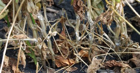 Is White Mold In Soybeans Keeping You Up At Night