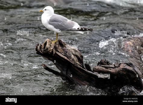 Sea Gulls Cleaning Up The Scraps Of Salmon Stock Photo Alamy