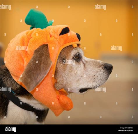 Profile of senior beagle dog wearing Halloween costume of a pumpkin on ...