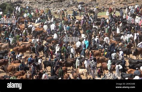 Ethiopia agriculture Stock Videos & Footage - HD and 4K Video Clips - Alamy