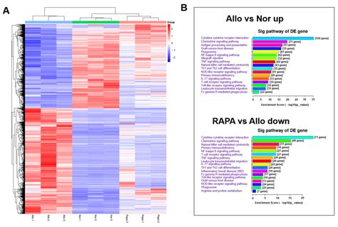 Jfb Free Full Text Characterization And Evaluation Of Rapamycin Loaded Nano Micelle