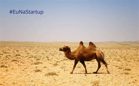 3 Animais Startups unicórnios camelos e zebras EuNaStartup