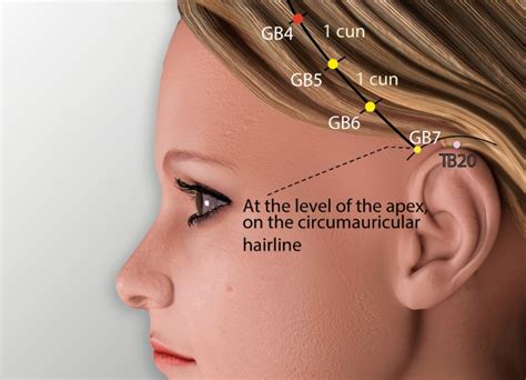 Gb 3 Shangguan Gall Bladder Meridian Acupuncture Point