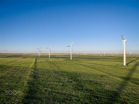 Windmill Farms Goldens