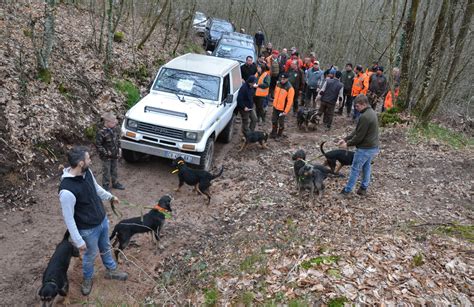 Brion Chasse Au Chien Courant La Meute Dans La Voie Du Sanglier Un