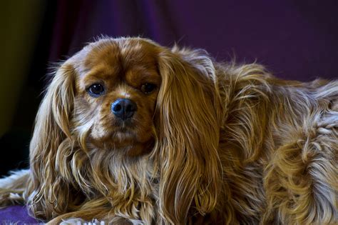 Cavalier King Charles Spaniel Hund Kostenloses Foto Auf Pixabay Pixabay