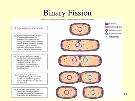 Ppt Elements Of Microbial Nutrition Ecology And Growth Chapter 7