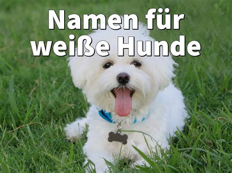 Namen F R Wei E Hunde Weiblich Und M Nnlich Mit Bedeutung