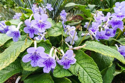 Skr Tnik Streptocarpus Murator Pl