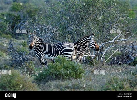 Endangered Cape Mountain Zebra Equus Zebra Addo Elephant National