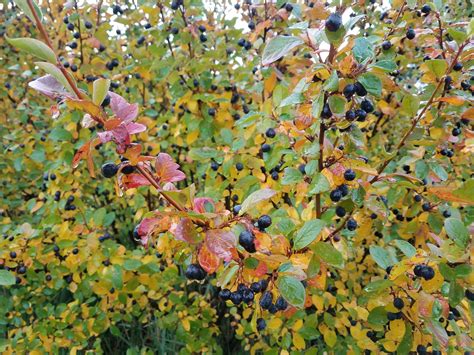 cotoneaster lucidus