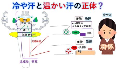 国試対策：暗記からの卒業 103話 発汗と冷やせ Youtube