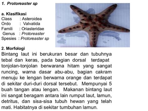 Inventarisasi Jenis Jenis Bintang Laut Asteroidea