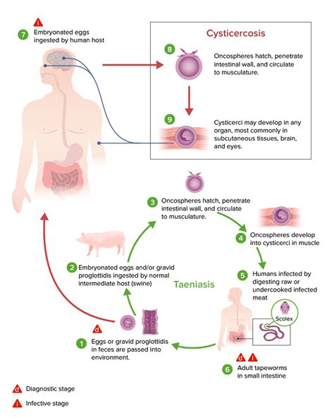 Taenia Teniasis Concise Medical Knowledge