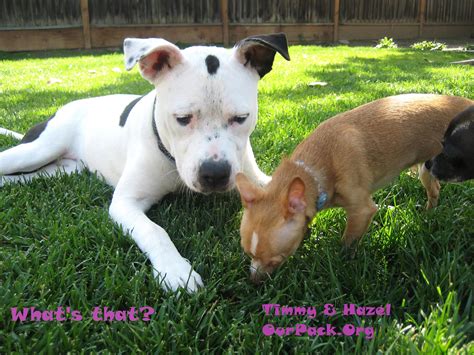 Pit Bulls and Chihuahuas - Home