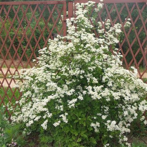 Клематис в ассортименте: купить саженцы в Екатеринбурге в питомнике по ...