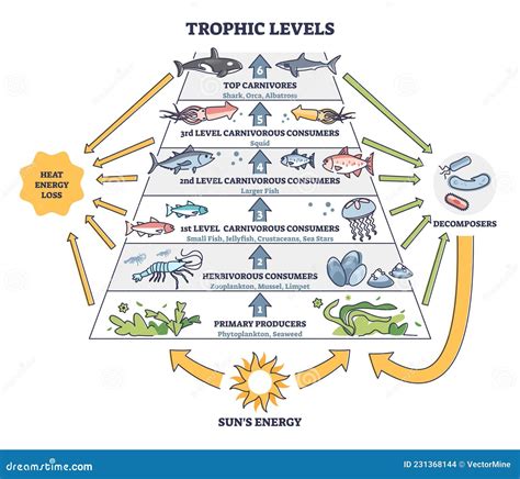 Trophic Levels in Water Wildlife As Ocean Food Chain Pyramid Outline ...