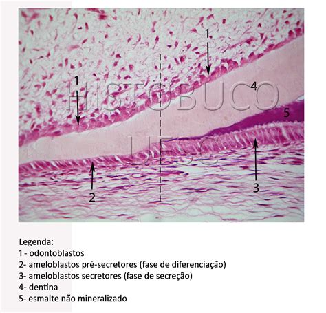 Histologia Buco Dental