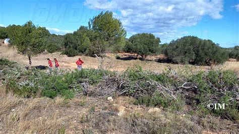 La Taula Del S Nia Finalitza Els Treballs A Benicarl Amb El Camp De