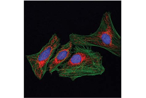 Mff E W M Xp Rabbit Mab Alexa Fluor Conjugate Cell