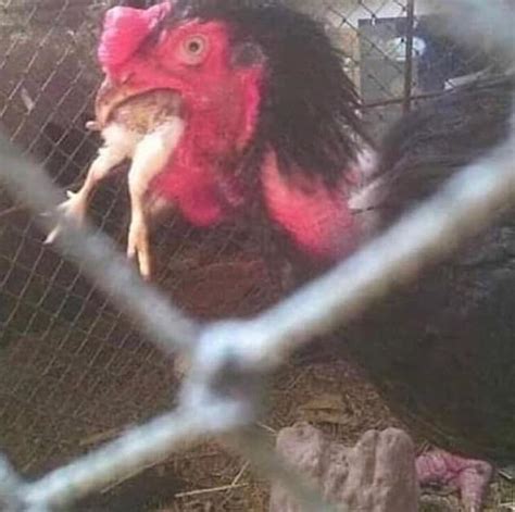 Cursedchicken Rcursedimages