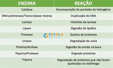 Enzimas O Que S O Fun Es Classifica O Tipos Exemplos Ribozimas