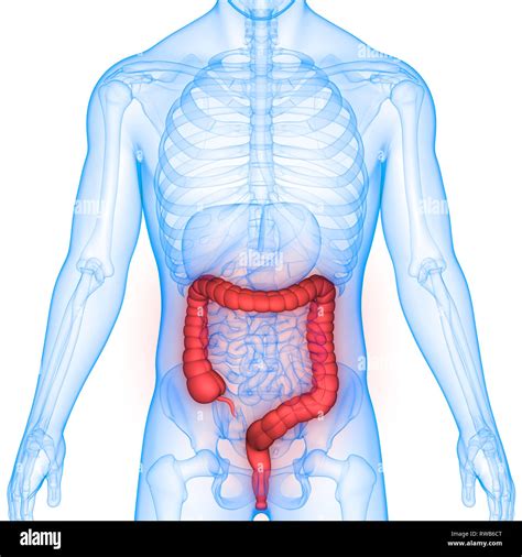 Apparato Digestivo Umano Anatomia Foto Stock Alamy