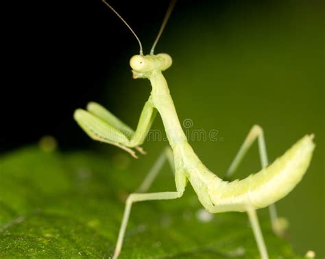 Green Mantis in the Nature. Close Stock Photo - Image of blur, green: 107576514