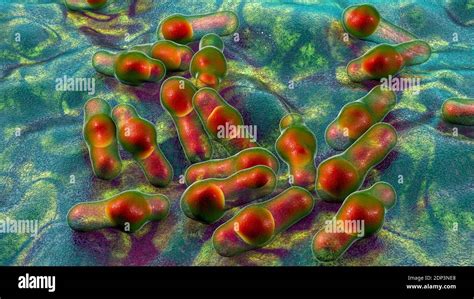 Clostridium bacteria, computer illustration. Clostridia are spore ...