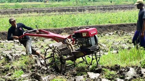 Quick G1000 Mesin Yanmar Traktor Sawah Gunakan Singkal Garap Lahan