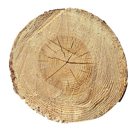 Tree Rings Wood Log Wooden Texture Stock Image Image Of Pine