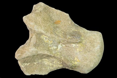 3" Fossil Mosasaur (Platecarpus) Vertebra - Kansas (#136666) For Sale - FossilEra.com