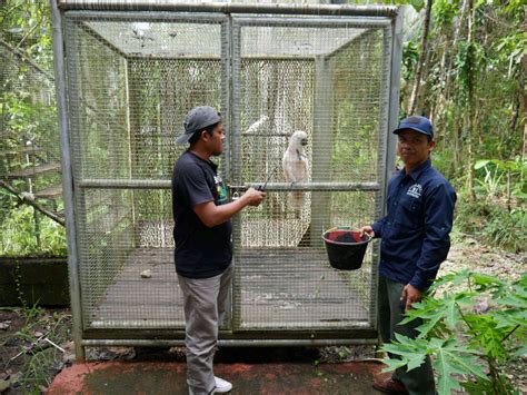 Suaka Paruh Bengkok Taman Nasional Aketajawe Lolobata Maluku Utara