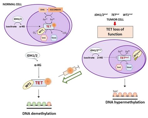 Activity Of High Dose Vitamin C In Tumors With TETs IDH1 2 Or WT1