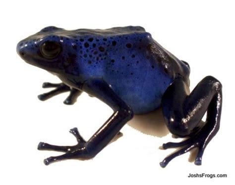 Dendrobates Tinctorius Azureus Tadpole Blue Poison Dart Frog