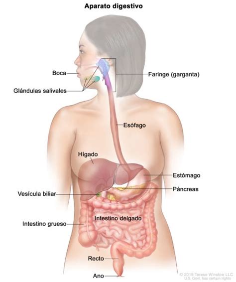 Cambios En El Sistema Digestivo En El Embarazo Embarazo Online