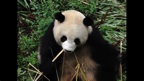 La Situación De Los Osos Panda Como Especie En Peligro De Extinción