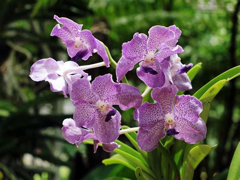 Comment cultiver des orchidées Les 3 meilleures méthodes