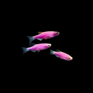 Glofish Purple Danio Packs Of Aquaticheavens