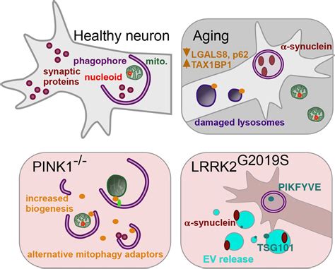 Distinct Adaptations Revealed By Unbiased Proteomic Analysis Of