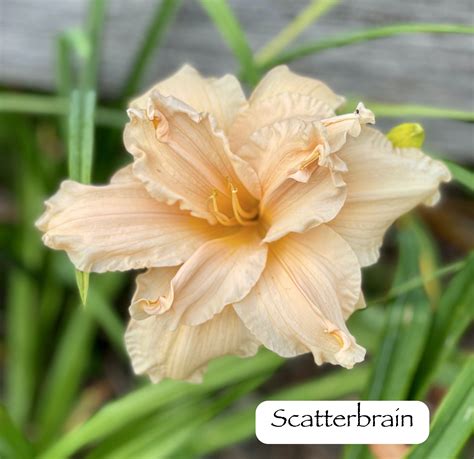 Scatterbrain