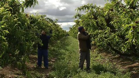 La Campa A De La Fruta De Hueso Llega Marcada Por Los Costes De